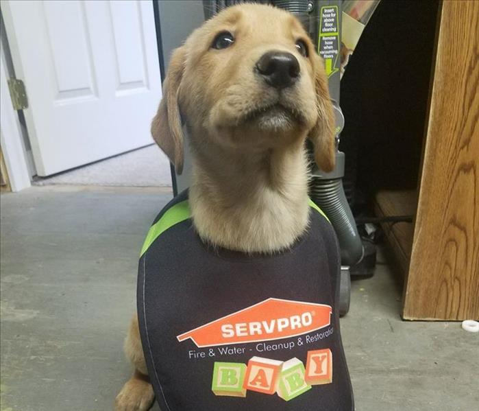 A polite lab puppy wearing a SERVPRO baby bib looking up.
